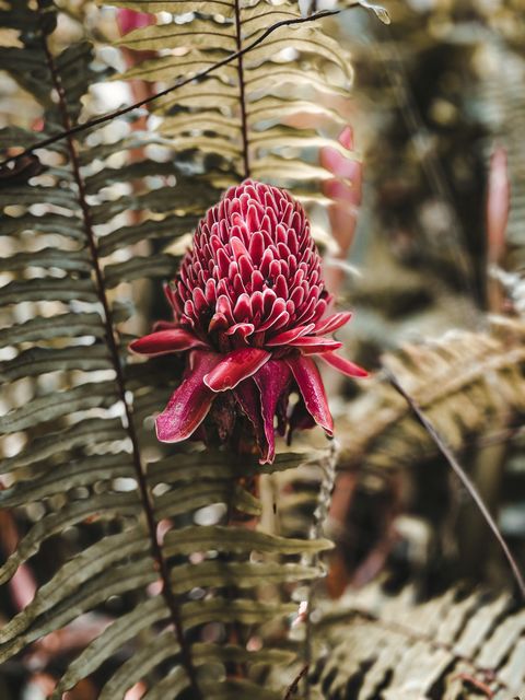 A red torch ginger flower among fern leaves